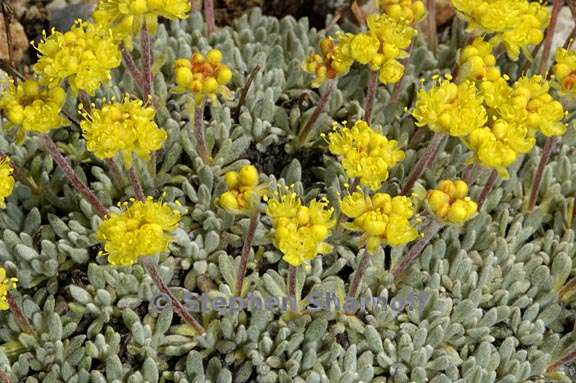 eriogonum incanum 1 graphic